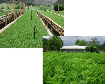Stevia